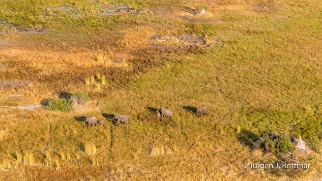 Botswana 09/2019 | Okavango Delta | African Savanna Elephant (Afrikanischer Elefant) | Scenic Helicopter Flight