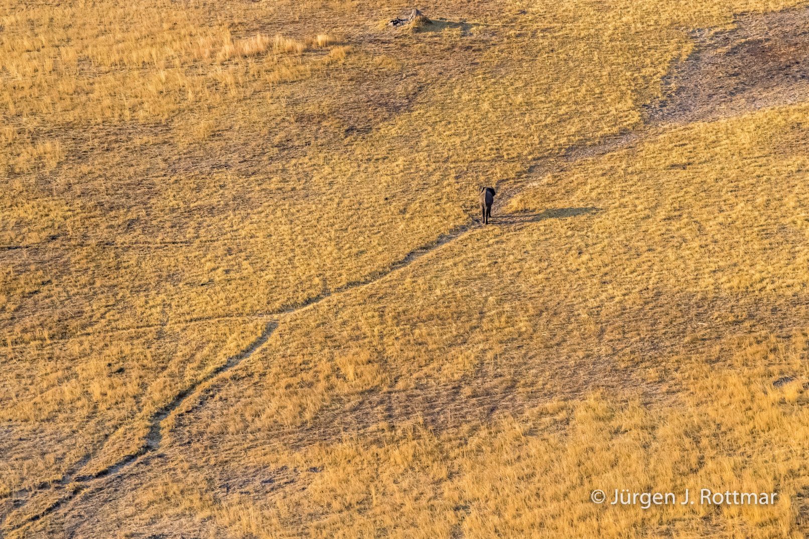 Botswana 09/2019 | Okavango Delta | African Savanna Elephant (Afrikanischer Elefant) | Scenic Helicopter Flight