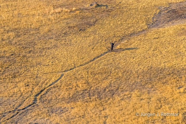 Botswana 09/2019 | Okavango Delta | African Savanna Elephant (Afrikanischer Elefant) | Scenic Helicopter Flight