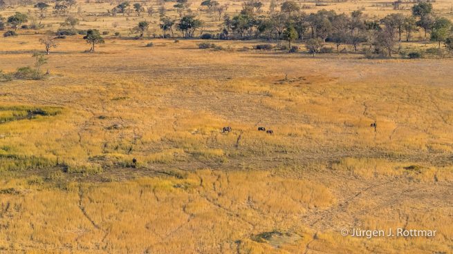 Botswana 09/2019 | Okavango Delta | African Savanna Elephant (Afrikanischer Elefant) | Scenic Helicopter Flight