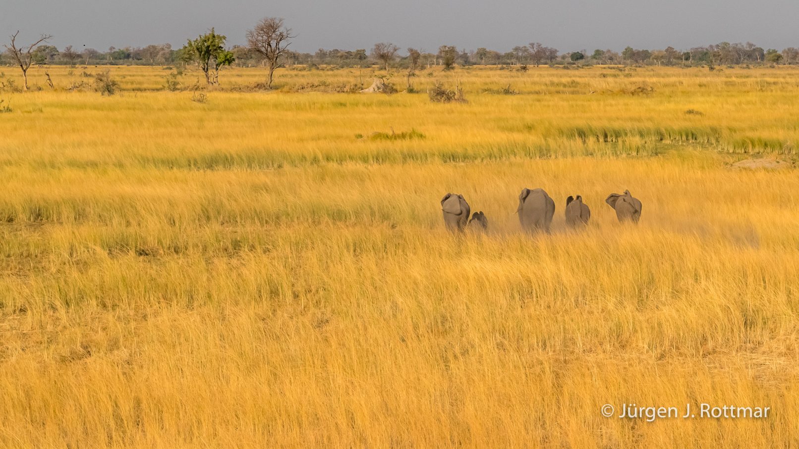 Botswana 09/2019 | Okavango Delta | African Savanna Elephant (Afrikanischer Elefant) | Scenic Helicopter Flight