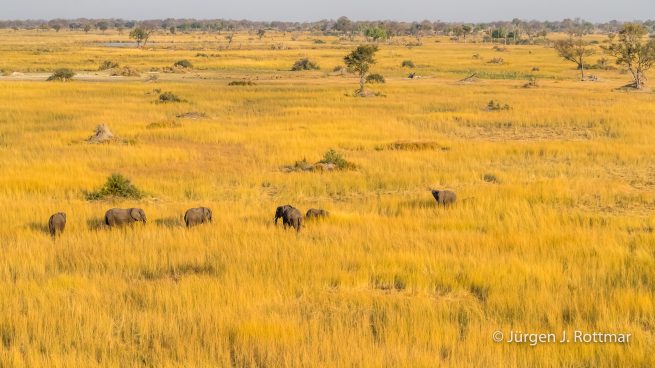 Botswana 09/2019 | Okavango Delta | African Savanna Elephant (Afrikanischer Elefant) | Scenic Helicopter Flight
