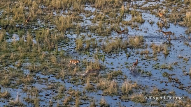 Botswana 09/2019 | Okavango Delta | Lechwe (Litschi-Moorantilope) | Scenic Helicopter Flight