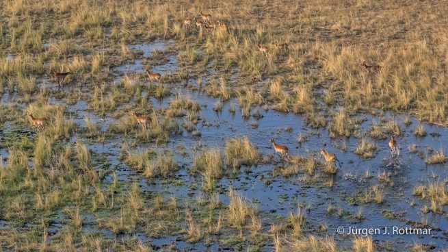 Botswana 09/2019 | Okavango Delta | Lechwe (Litschi-Moorantilope) | Scenic Helicopter Flight