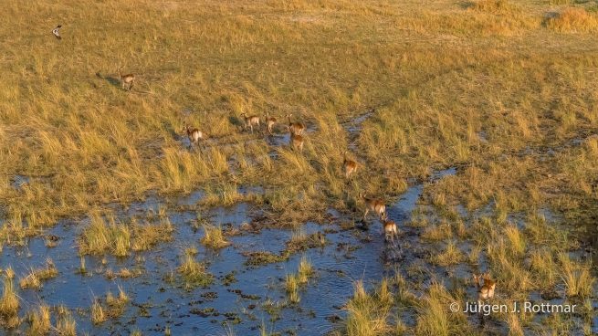Botswana 09/2019 | Okavango Delta | Lechwe (Litschi-Moorantilope) | Scenic Helicopter Flight