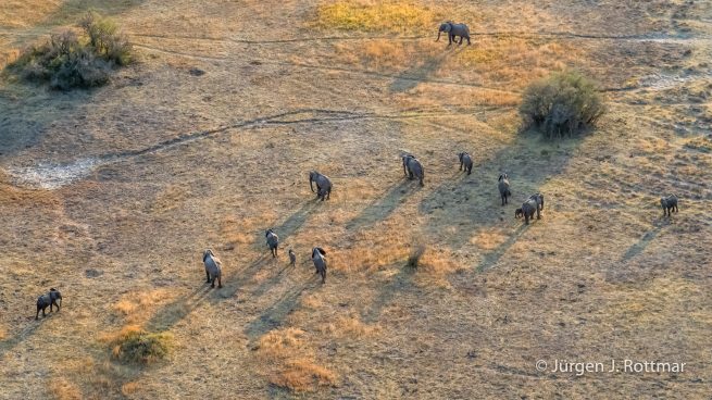 Botswana 09/2019 | Okavango Delta | African Savanna Elephant (Afrikanischer Elefant) | Scenic Helicopter Flight