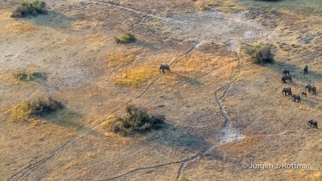 Botswana 09/2019 | Okavango Delta | African Savanna Elephant (Afrikanischer Elefant) | Scenic Helicopter Flight