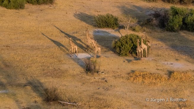 Botswana 09/2019 | Okavango Delta | Giraffen (Giraffen) | Scenic Helicopter Flight
