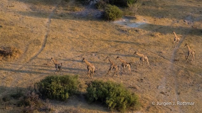 Botswana 09/2019 | Okavango Delta | Giraffen (Giraffen) | Scenic Helicopter Flight