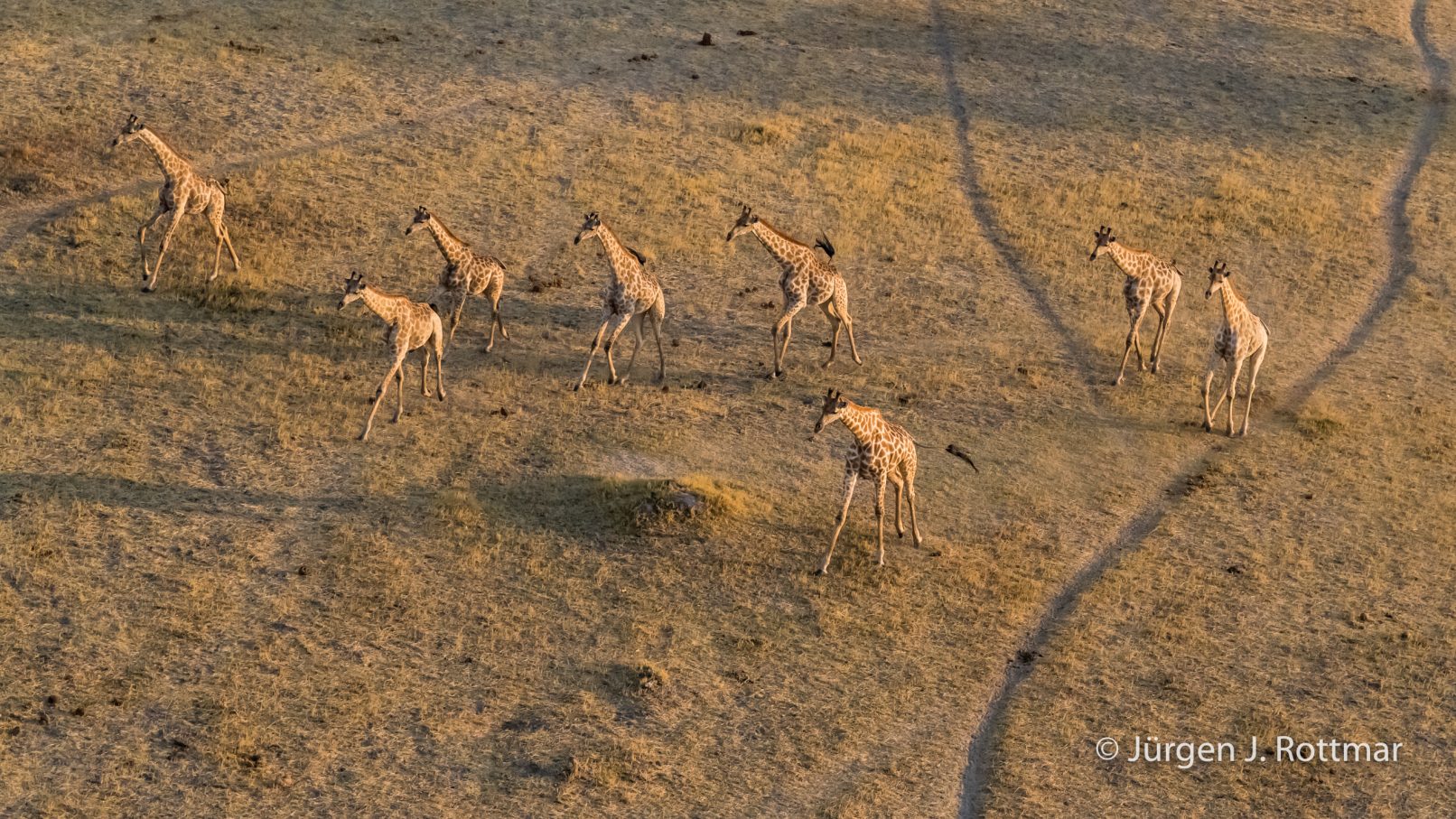 Botswana 09/2019 | Okavango Delta | Giraffen (Giraffen) | Scenic Helicopter Flight
