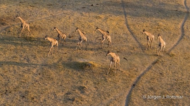 Botswana 09/2019 | Okavango Delta | Giraffen (Giraffen) | Scenic Helicopter Flight