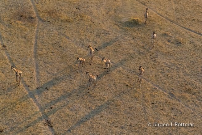Botswana 09/2019 | Okavango Delta | Giraffen (Giraffen) | Scenic Helicopter Flight