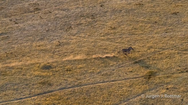 Botswana 09/2019 | Okavango Delta | Plains Zebra (Steppenzebra) | Scenic Helicopter Flight