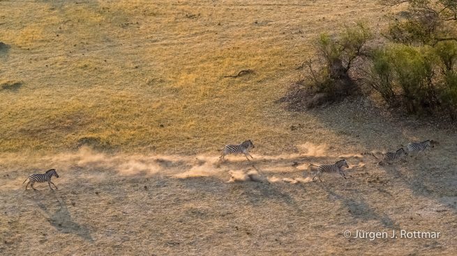 Botswana 09/2019 | Okavango Delta | Plains Zebra (Steppenzebra) | Scenic Helicopter Flight