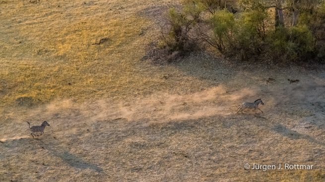 Botswana 09/2019 | Okavango Delta | Plains Zebra (Steppenzebra) | Scenic Helicopter Flight