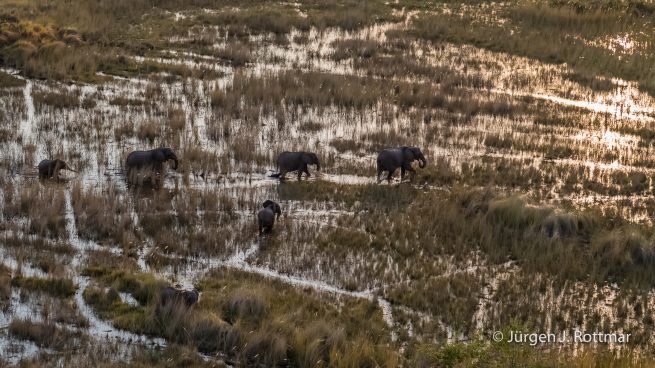 Botswana 09/2019 | Okavango Delta | African Savanna Elephant (Afrikanischer Elefant) | Scenic Helicopter Flight