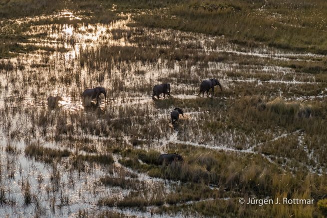 Botswana 09/2019 | Okavango Delta | African Savanna Elephant (Afrikanischer Elefant) | Scenic Helicopter Flight