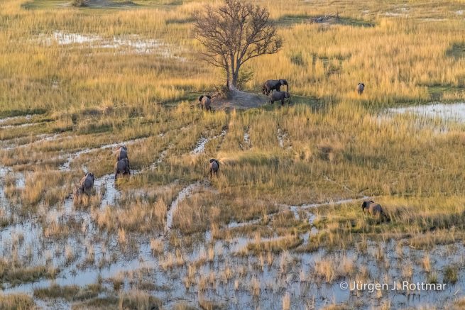 Botswana 09/2019 | Okavango Delta | African Savanna Elephant (Afrikanischer Elefant) | Scenic Helicopter Flight