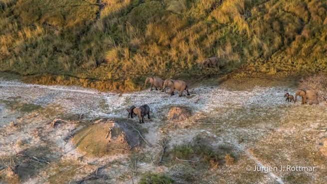 Botswana 09/2019 | Okavango Delta | African Savanna Elephant (Afrikanischer Elefant) | Scenic Helicopter Flight