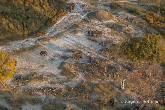 Botswana 09/2019 | Okavango Delta | African Savanna Elephant (Afrikanischer Elefant) | Scenic Helicopter Flight