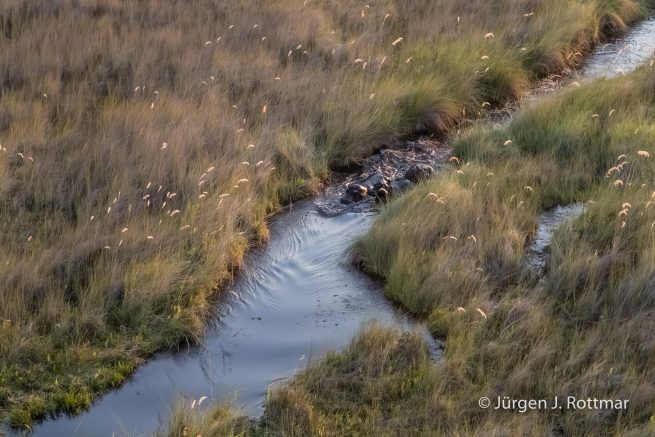 Botswana 09/2019 | Okavango Delta | Hippopotamus (Grossflusspferd) | Scenic Helicopter Flight