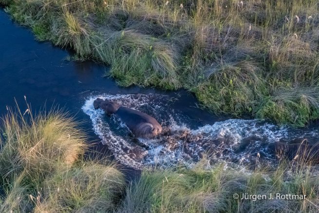 Botswana 09/2019 | Okavango Delta | Hippopotamus (Grossflusspferd) | Scenic Helicopter Flight