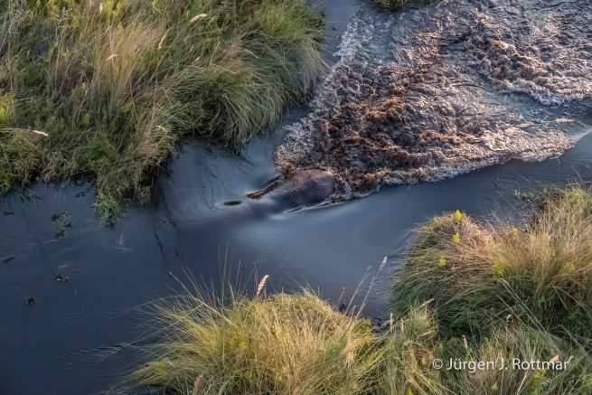 Botswana 09/2019 | Okavango Delta | Hippopotamus (Grossflusspferd) | Scenic Helicopter Flight