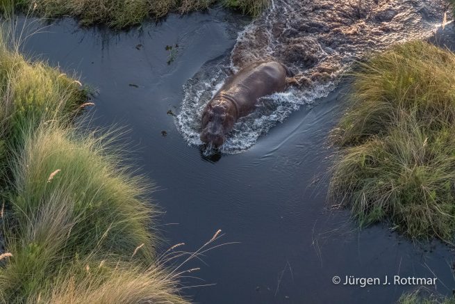 Botswana 09/2019 | Okavango Delta | Hippopotamus (Grossflusspferd) | Scenic Helicopter Flight