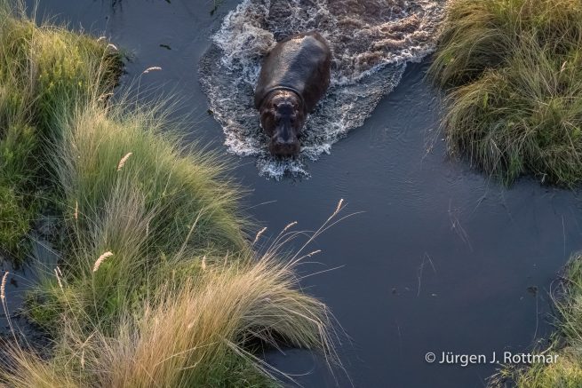 Botswana 09/2019 | Okavango Delta | Hippopotamus (Grossflusspferd) | Scenic Helicopter Flight