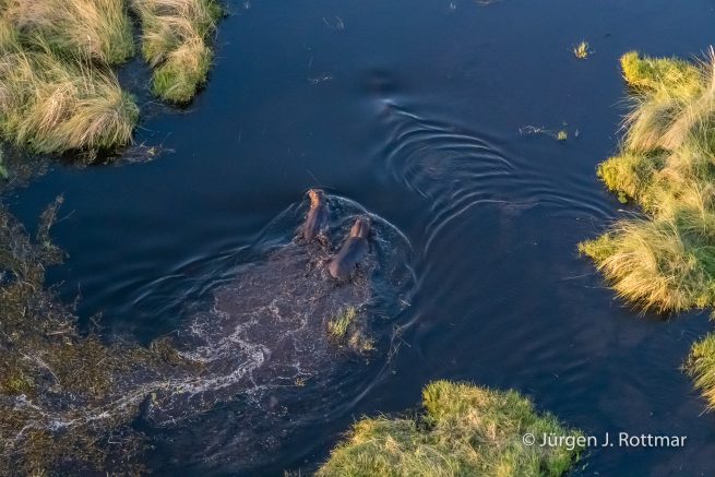Botswana 09/2019 | Okavango Delta | Hippopotamus (Grossflusspferd) | Scenic Helicopter Flight