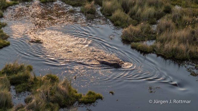Botswana 09/2019 | Khwai River | Hippopotamus (Grossflusspferd)