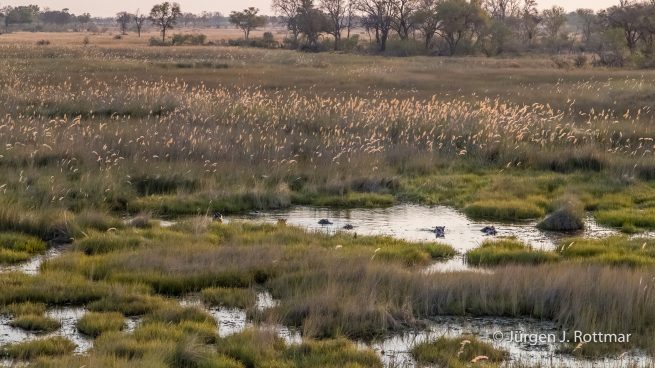 Botswana 09/2019 | Okavango Delta | Hippopotamus (Grossflusspferd) | Scenic Helicopter Flight