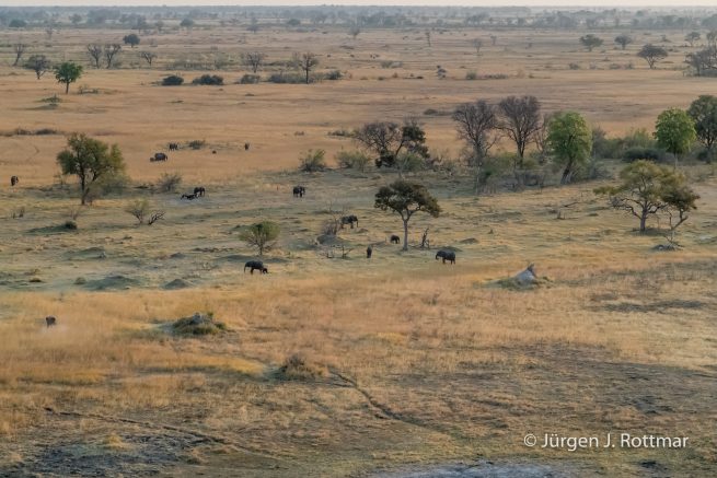 Botswana 09/2019 | Okavango Delta | African Savanna Elephant (Afrikanischer Elefant) | Scenic Helicopter Flight
