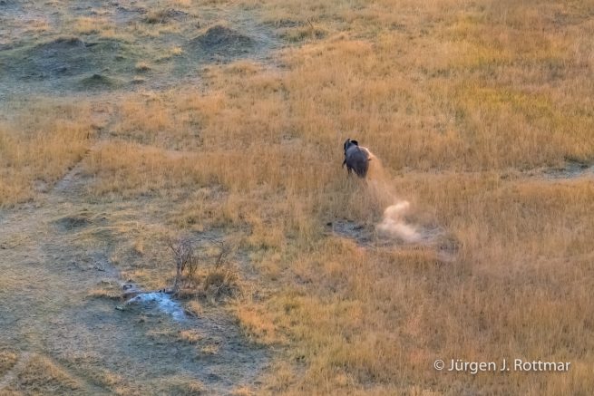 Botswana 09/2019 | Okavango Delta | African Savanna Elephant (Afrikanischer Elefant) | Scenic Helicopter Flight