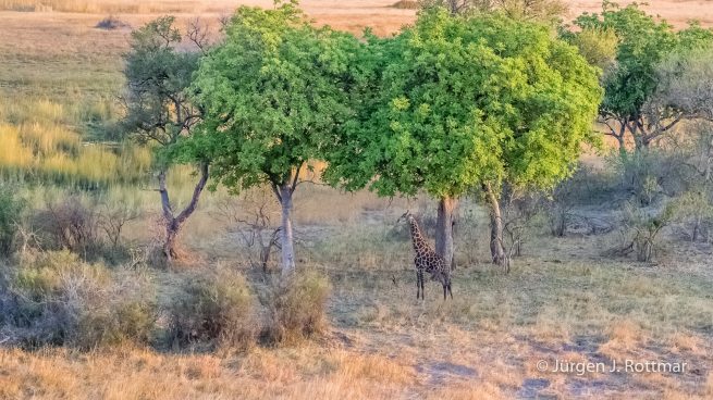 Botswana 09/2019 | Okavango Delta | Giraffe (Giraffe) | Scenic Helicopter Flight