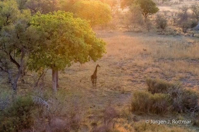 Botswana 09/2019 | Okavango Delta | Giraffe (Giraffe) | Scenic Helicopter Flight