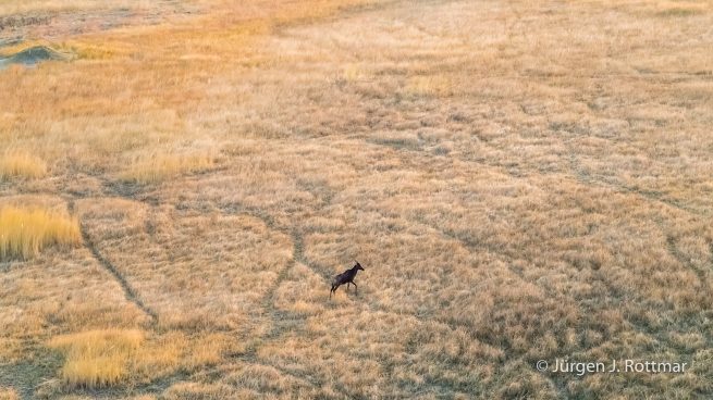 Botswana 09/2019 | Okavango Delta | Tsessebe (Leierantilope) | Scenic Helicopter Flight