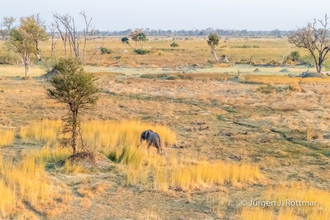 Botswana 09/2019 | Okavango Delta | African Savanna Elephant (Afrikanischer Elefant) | Scenic Helicopter Flight