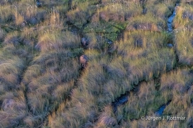 Botswana 09/2019 | Okavango Delta | African Savanna Elephant (Afrikanischer Elefant) | Scenic Helicopter Flight