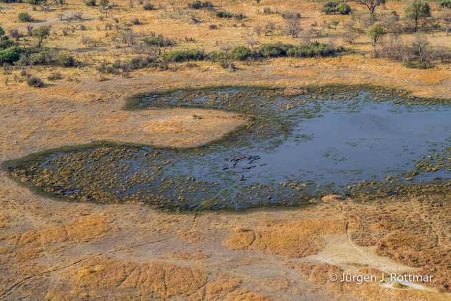 Botswana 09/2019 | Okavango Delta | Hippopotamus (Grossflusspferd) | Scenic Helicopter Flight