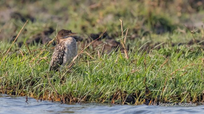 Botswana 09/2019 | Chobe River