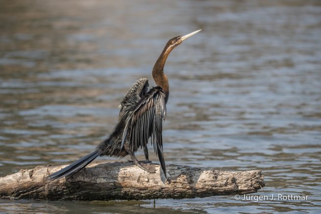 Botswana 09/2019 | Chobe River | African Darter (Schlangenhalsvogel)