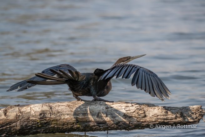 Botswana 09/2019 | Chobe River | African Darter (Schlangenhalsvogel)