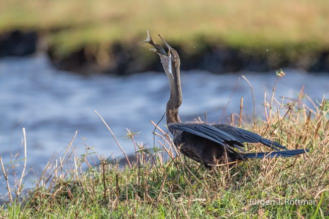 Botswana 09/2019 | Chobe River | African Darter (Schlangenhalsvogel)
