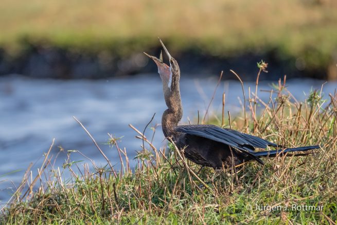 Botswana 09/2019 | Chobe River | African Darter (Schlangenhalsvogel)