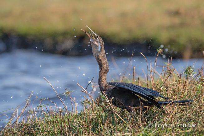 Botswana 09/2019 | Chobe River | African Darter (Schlangenhalsvogel)