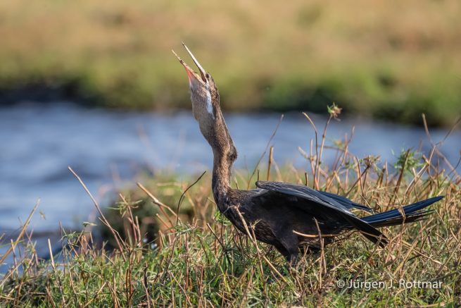 Botswana 09/2019 | Chobe River | African Darter (Schlangenhalsvogel)