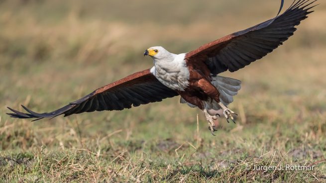 Botswana 09/2019 | Chobe River | African Fish Eagle (Schreiseeadler)