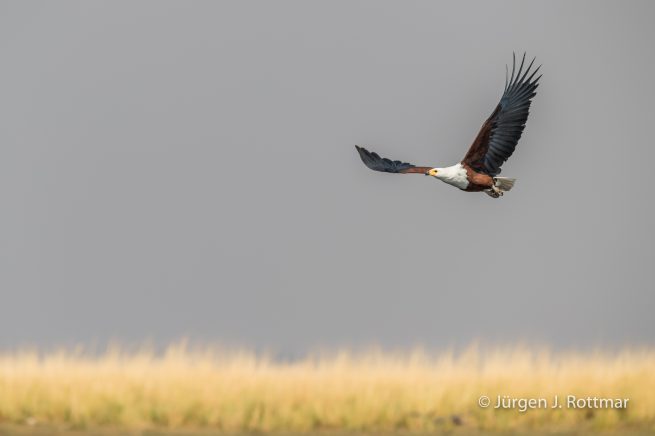 Botswana 09/2019 | Chobe River | African Fish Eagle (Schreiseeadler)