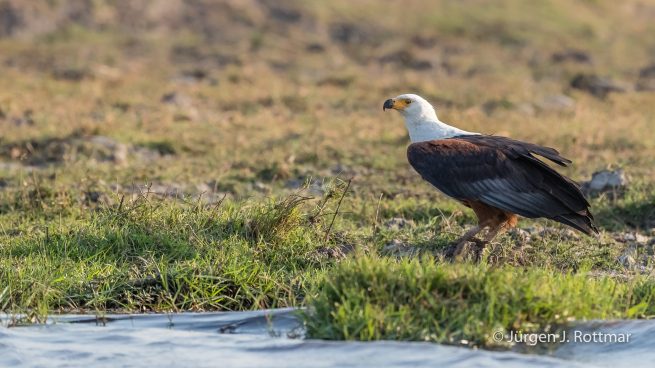 Botswana 09/2019 | Chobe River | African Fish Eagle (Schreiseeadler)